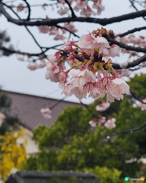 又到櫻花季節，最適合就去日本睇櫻花～