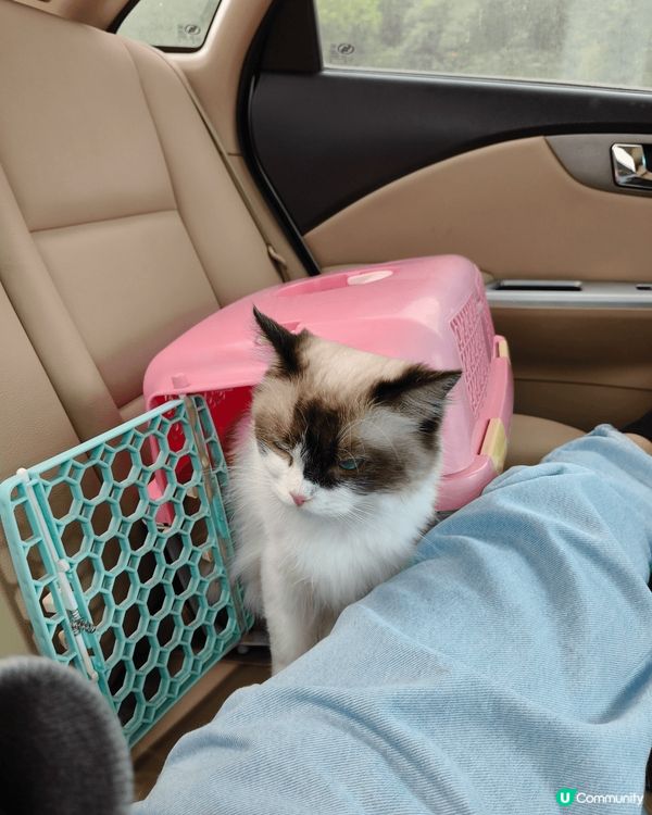 帶上😸豆豆去體驗一下24小時自助洗澡