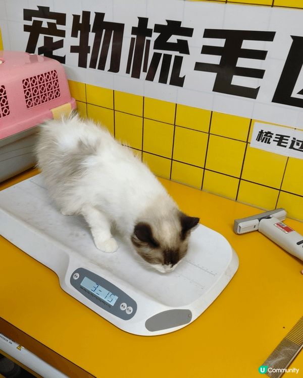 帶上😸豆豆去體驗一下24小時自助洗澡