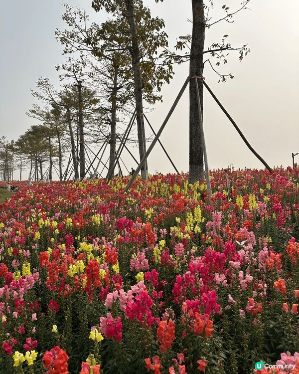 🌟新年第一站，來到珠海橫琴的花海長廊！這裡充滿了浪漫氣息，金...