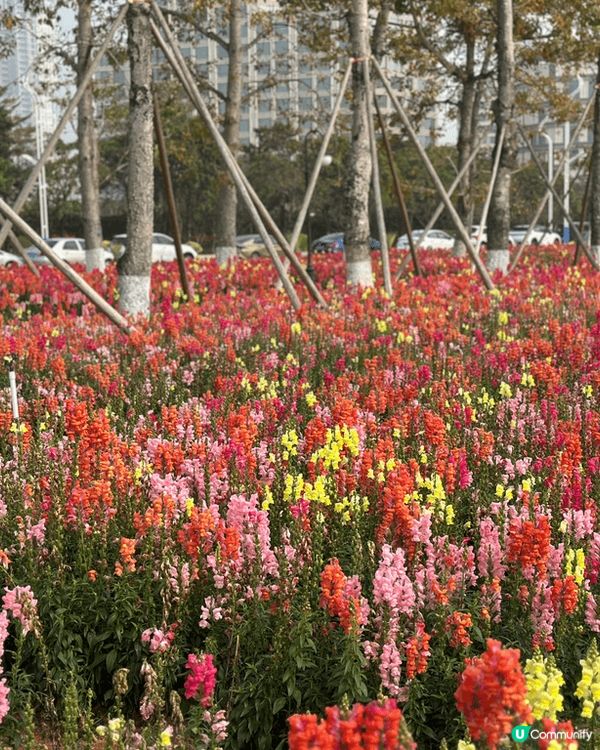 🌟新年第一站，來到珠海橫琴的花海長廊！這裡充滿了浪漫氣息，金...