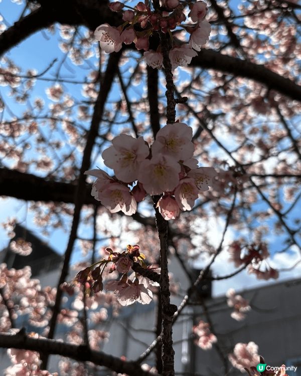 第一次去熱海竟然遇到櫻花季節，真係好感動，滿滿既櫻花盛放時真...