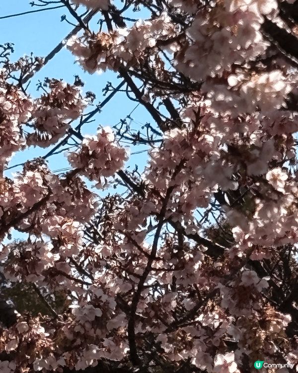 第一次去熱海竟然遇到櫻花季節，真係好感動，滿滿既櫻花盛放時真...