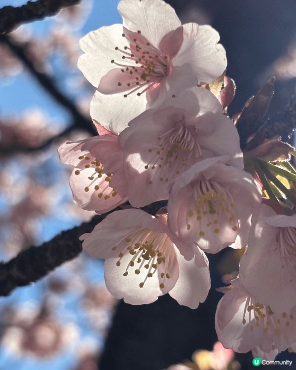 第一次去熱海竟然遇到櫻花季節，真係好感動，滿滿既櫻花盛放時真...