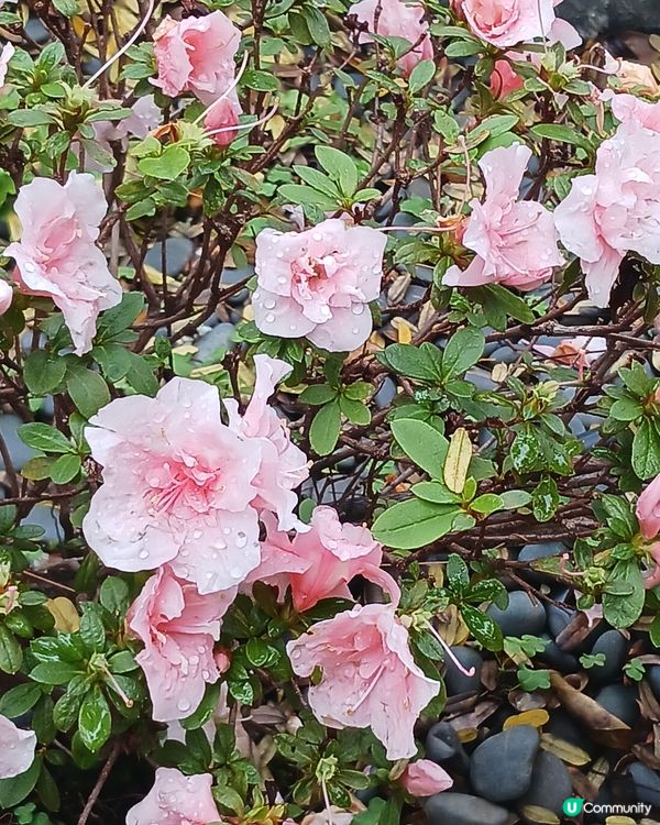 大埔海賓公園散步~