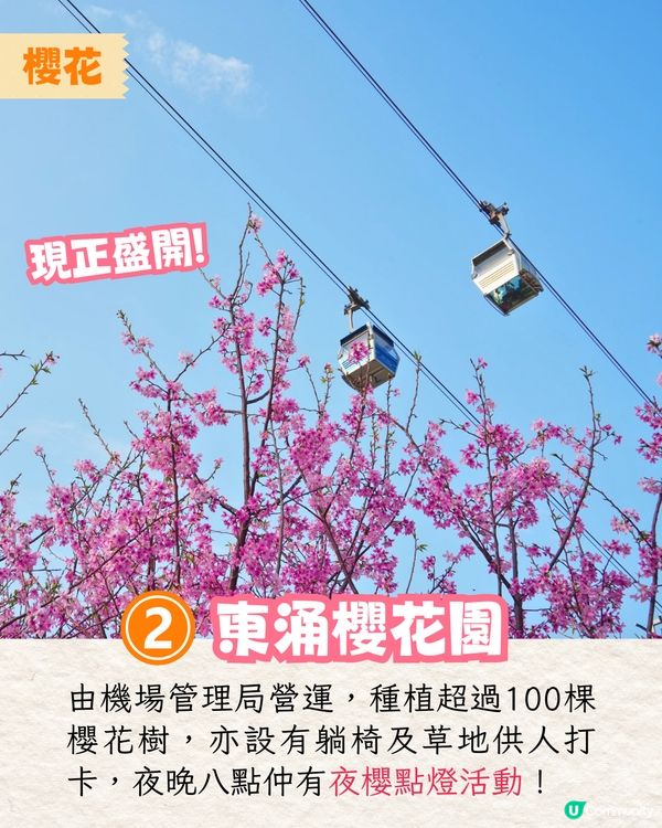 2025香港7大人氣賞花地🌸香港花卉展/東涌櫻花園/黃花風鈴木徑/魚木花教堂❤️附交通方法