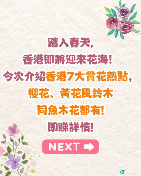 2025香港7大人氣賞花地🌸香港花卉展/東涌櫻花園/黃花風鈴木徑/魚木花教堂❤️附交通方法