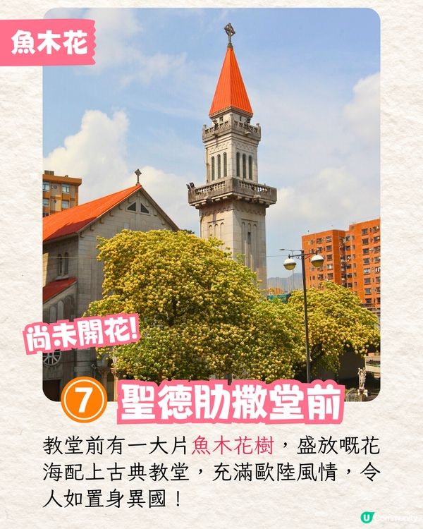 2025香港7大人氣賞花地🌸香港花卉展/東涌櫻花園/黃花風鈴木徑/魚木花教堂❤️附交通方法