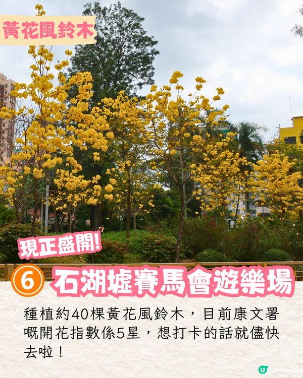 2025香港7大人氣賞花地🌸香港花卉展/東涌櫻花園/黃花風鈴木徑/魚木花教堂❤️附交通方法