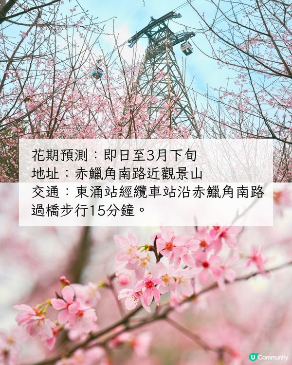 2025香港7大人氣賞花地🌸香港花卉展/東涌櫻花園/黃花風鈴木徑/魚木花教堂❤️附交通方法