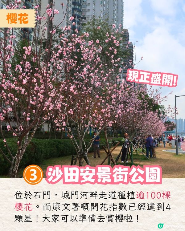 2025香港7大人氣賞花地🌸香港花卉展/東涌櫻花園/黃花風鈴木徑/魚木花教堂❤️附交通方法