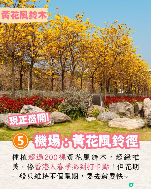 2025香港7大人氣賞花地🌸香港花卉展/東涌櫻花園/黃花風鈴木徑/魚木花教堂❤️附交通方法