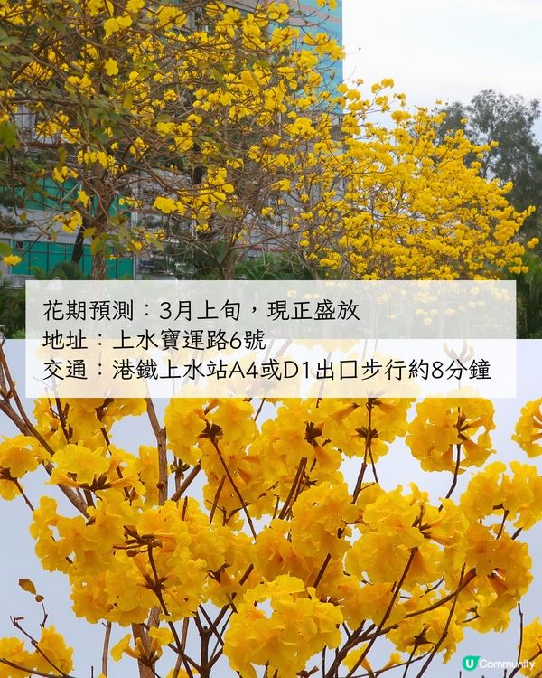 2025香港7大人氣賞花地🌸香港花卉展/東涌櫻花園/黃花風鈴木徑/魚木花教堂❤️附交通方法