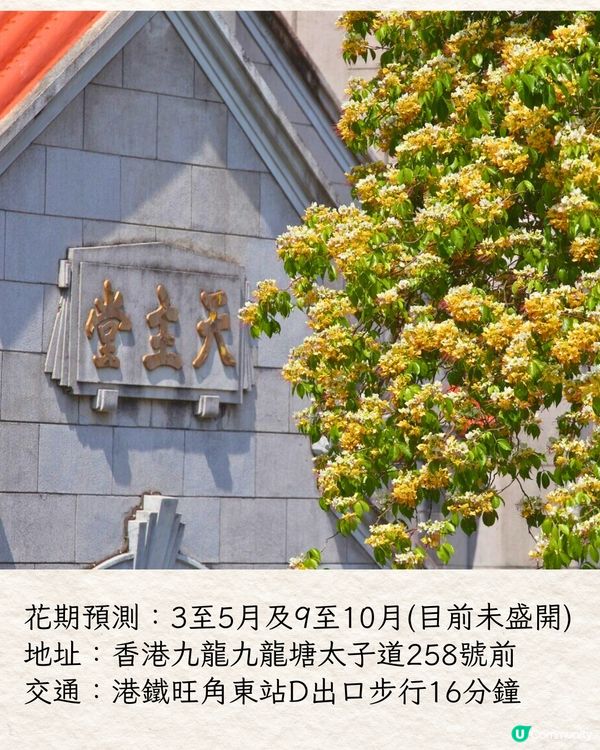 2025香港7大人氣賞花地🌸香港花卉展/東涌櫻花園/黃花風鈴木徑/魚木花教堂❤️附交通方法