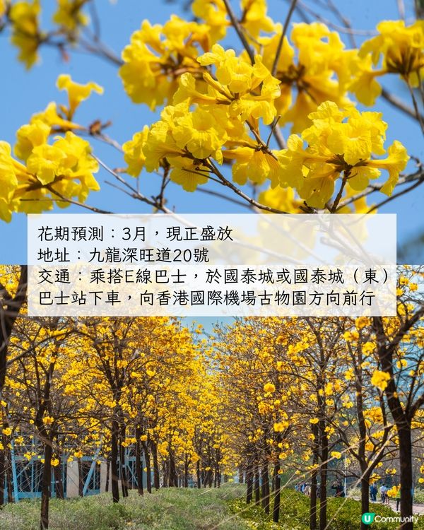 2025香港7大人氣賞花地🌸香港花卉展/東涌櫻花園/黃花風鈴木徑/魚木花教堂❤️附交通方法