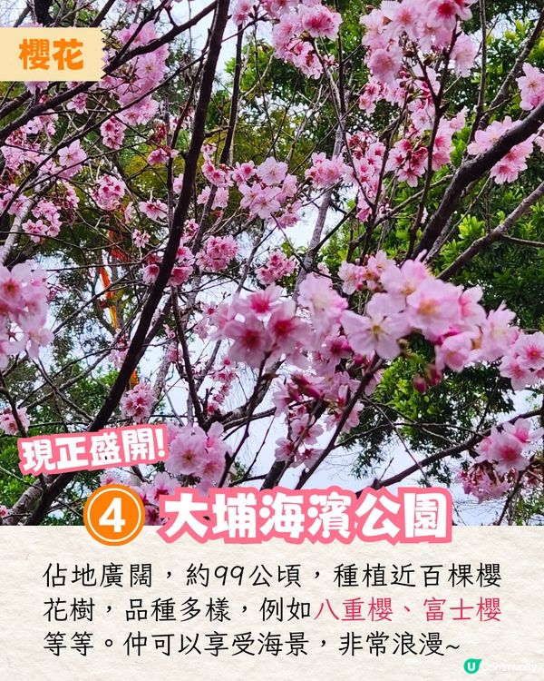 2025香港7大人氣賞花地🌸香港花卉展/東涌櫻花園/黃花風鈴木徑/魚木花教堂❤️附交通方法