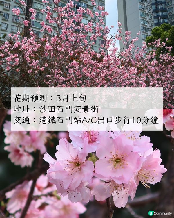 2025香港7大人氣賞花地🌸香港花卉展/東涌櫻花園/黃花風鈴木徑/魚木花教堂❤️附交通方法