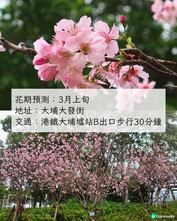 2025香港7大人氣賞花地🌸香港花卉展/東涌櫻花園/黃花風鈴木徑/魚木花教堂❤️附交通方法