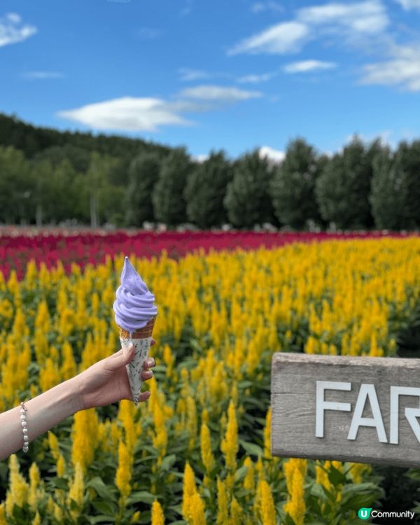 北海道景點，富良野富田農場Farm Tomita睇薰衣草