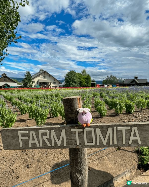 北海道景點，富良野富田農場Farm Tomita睇薰衣草