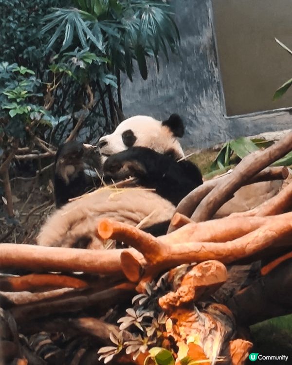 # 旅行都要先乳後水# 打卡熱點推介# 打卡靚相