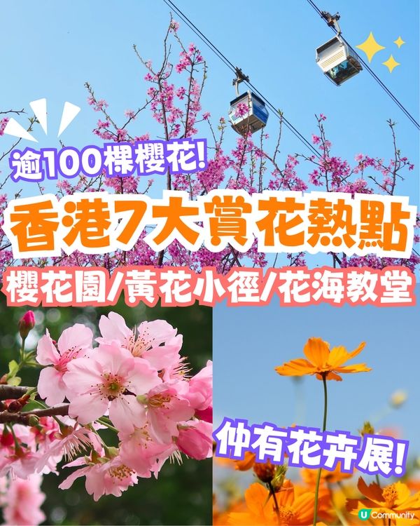 2025香港7大人氣賞花地🌸香港花卉展/東涌櫻花園/黃花風鈴木徑/魚木花教堂❤️附交通方法