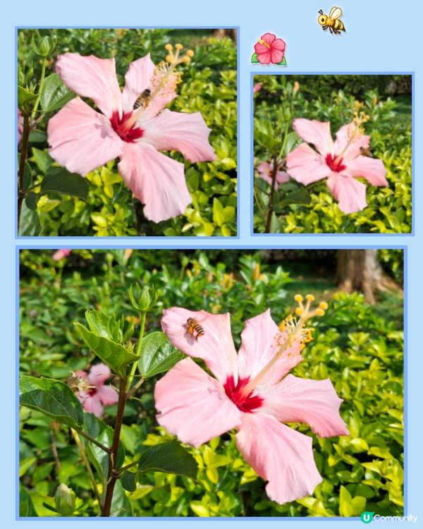 坪洲遊❣️小島悠閒寧静享受 😊💜🤗🫶