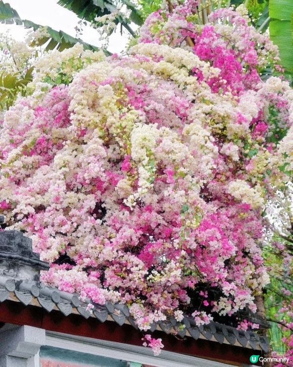 深圳國際花奔博覽園匯芳園🌺