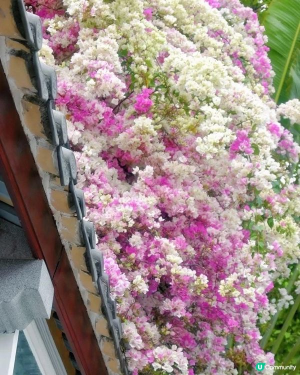 深圳國際花奔博覽園匯芳園🌺