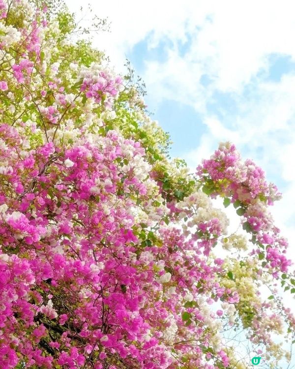 深圳國際花奔博覽園匯芳園🌺