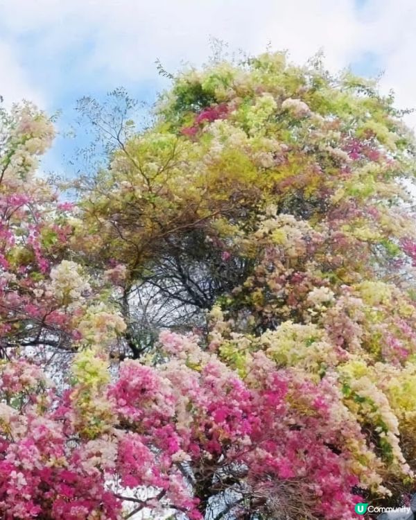 深圳國際花奔博覽園匯芳園🌺
