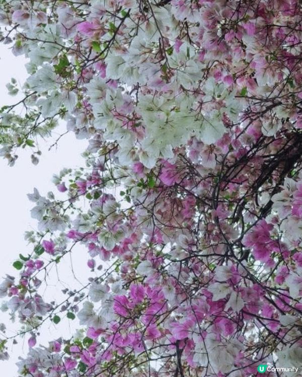 深圳國際花奔博覽園匯芳園🌺