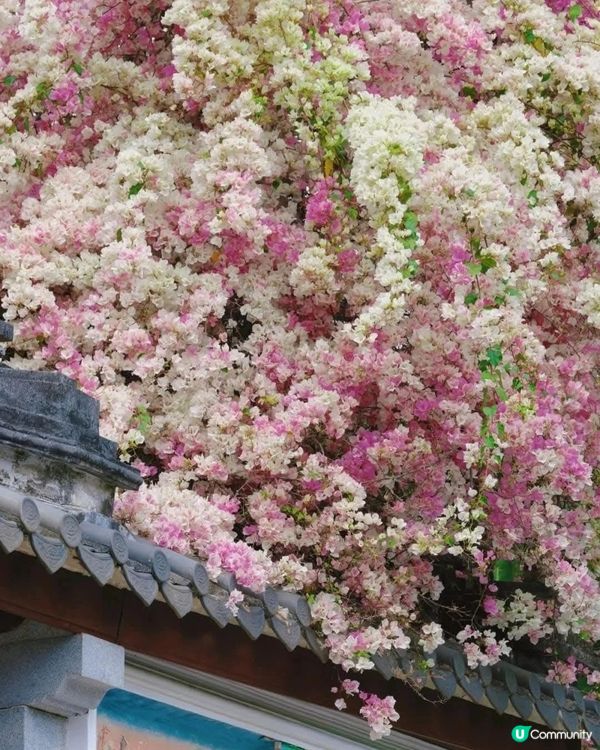 深圳國際花奔博覽園匯芳園🌺