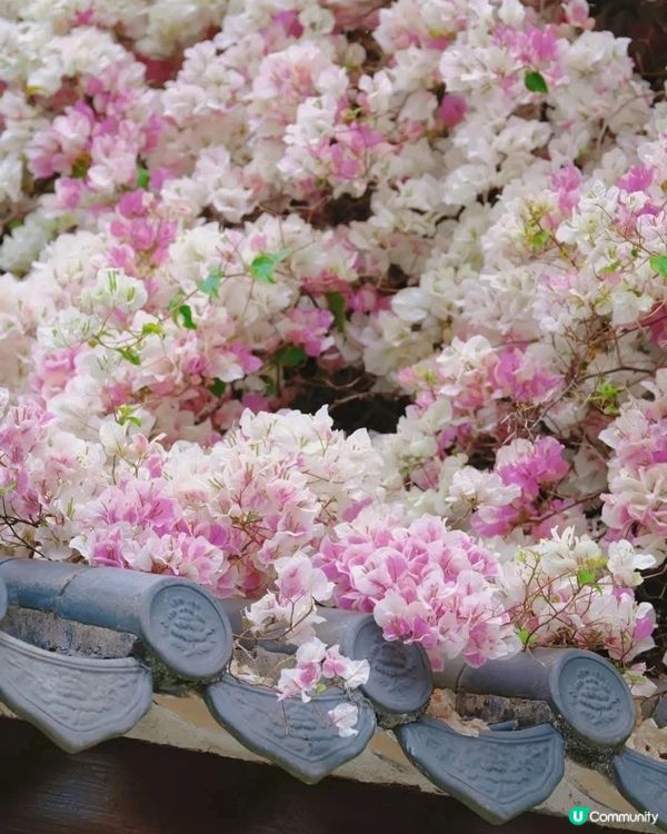 深圳國際花奔博覽園匯芳園🌺