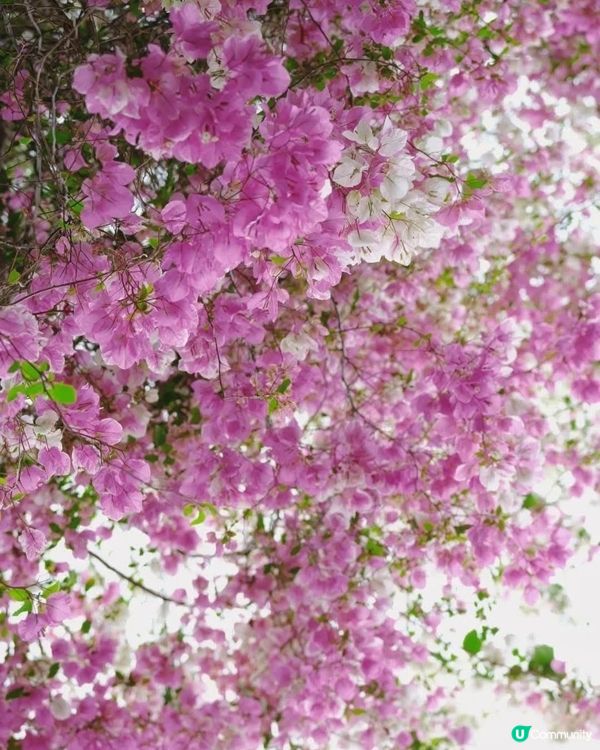深圳國際花奔博覽園匯芳園🌺