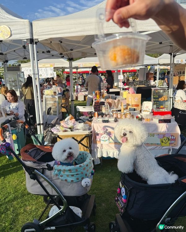 ✨ 小檔主初體驗!寵物慈善嘉年華 🐶🎪 ✨