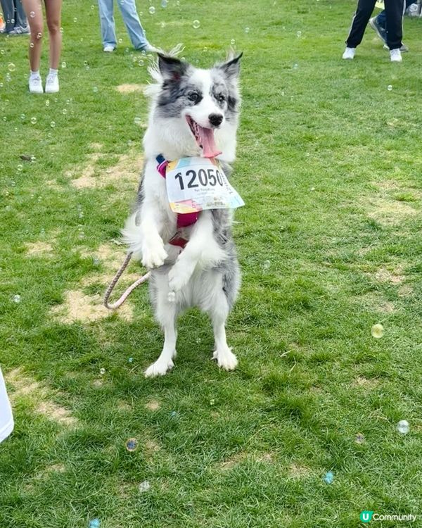 ✨ 小檔主初體驗!寵物慈善嘉年華 🐶🎪 ✨