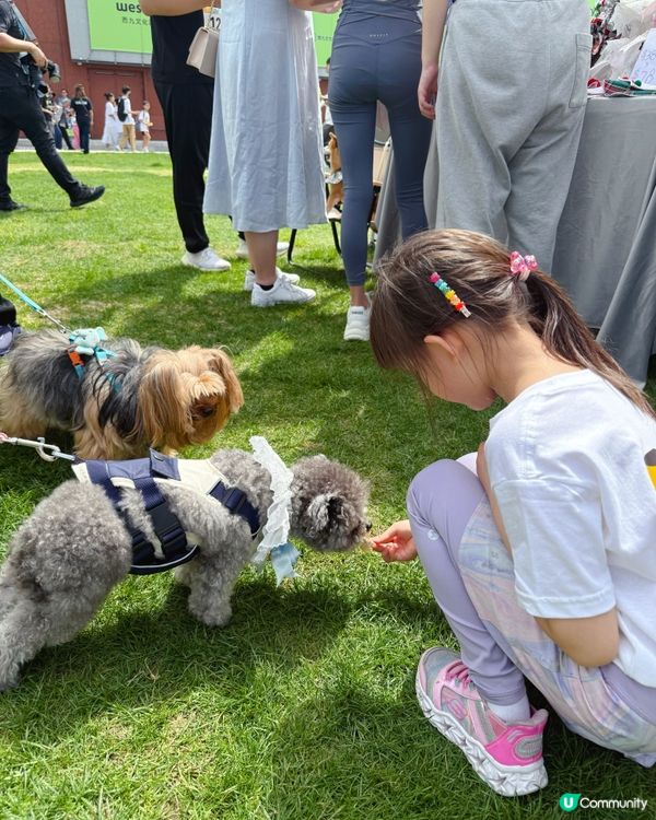 ✨ 小檔主初體驗!寵物慈善嘉年華 🐶🎪 ✨