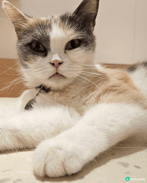 荔枝角嘅貓貓cafe earthing cafe入面有成幾十...