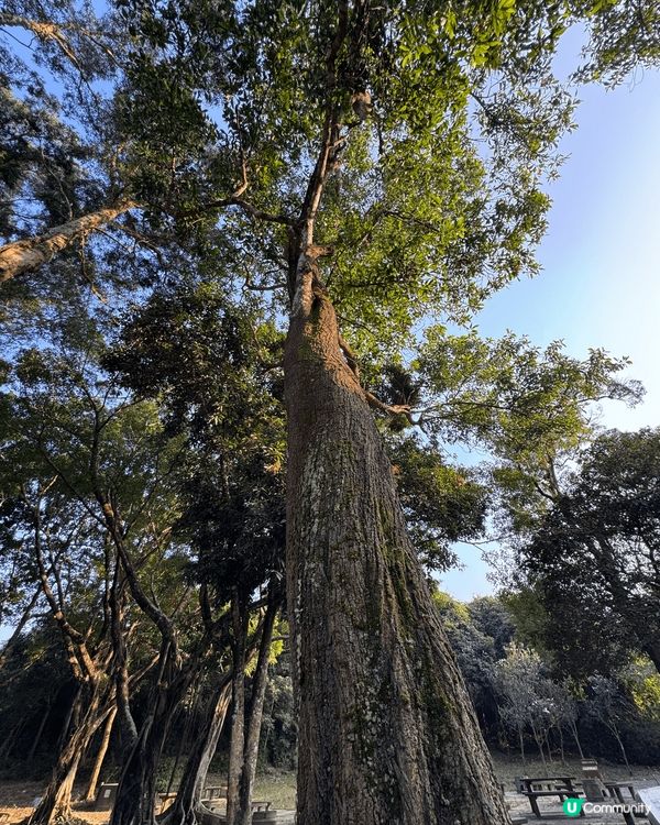 烏溪沙BBQ場後有一個祀廟，在有啲鬼秘嘅樹林後面，樹林唔大好...