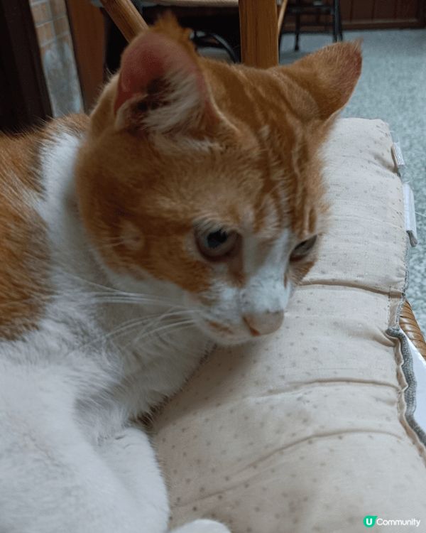 優哉悠哉、眼仔碌碌的母子倆，唐貓也是可愛的孩子，性格乖巧、聰...