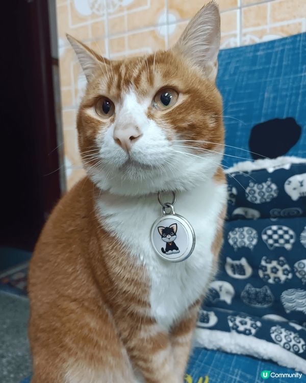 優哉悠哉、眼仔碌碌的母子倆，唐貓也是可愛的孩子，性格乖巧、聰...