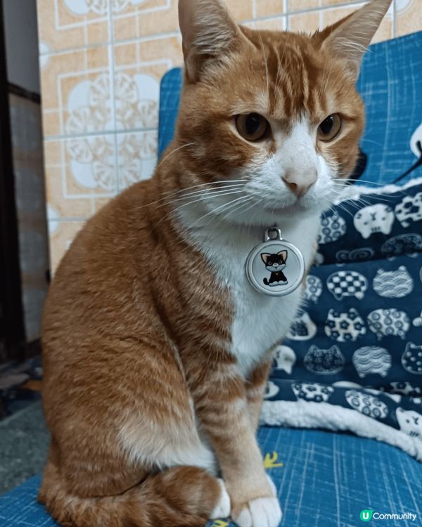 優哉悠哉、眼仔碌碌的母子倆，唐貓也是可愛的孩子，性格乖巧、聰...