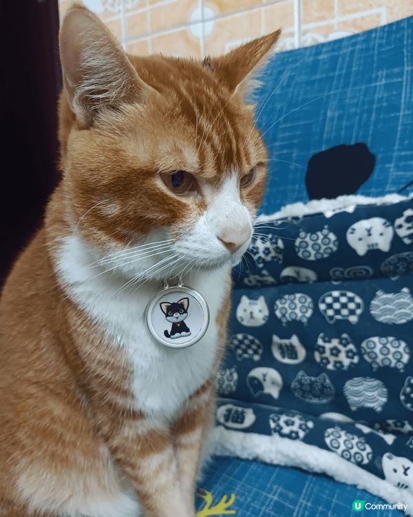 優哉悠哉、眼仔碌碌的母子倆，唐貓也是可愛的孩子，性格乖巧、聰...