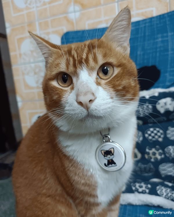 優哉悠哉、眼仔碌碌的母子倆，唐貓也是可愛的孩子，性格乖巧、聰...