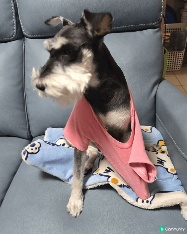 我家少爺仔，一個不羈的少年充滿唯美藝術主義。