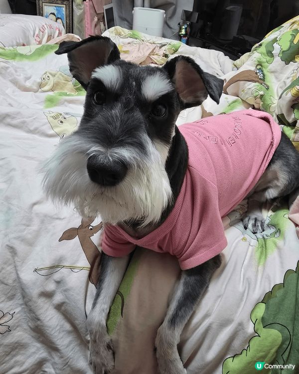 我家少爺仔，一個不羈的少年充滿唯美藝術主義。