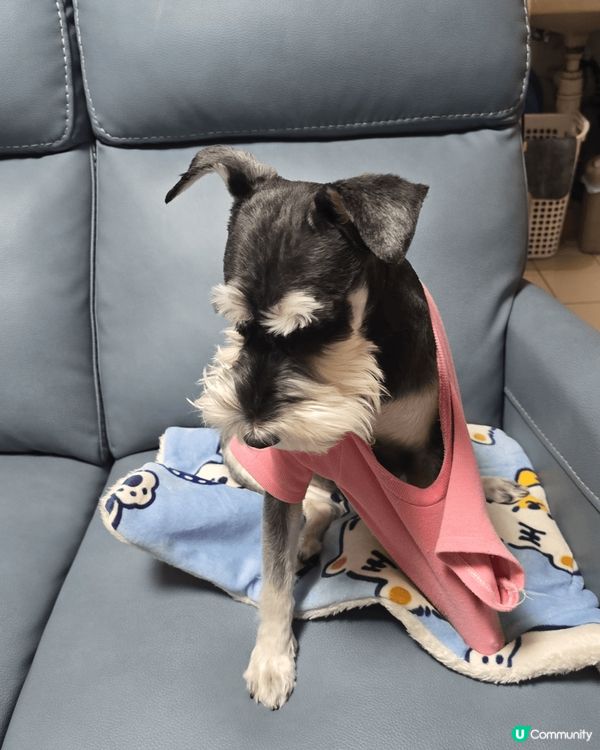 我家少爺仔，一個不羈的少年充滿唯美藝術主義。