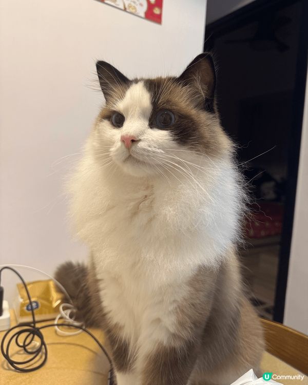 我想出街 好想出街🐱