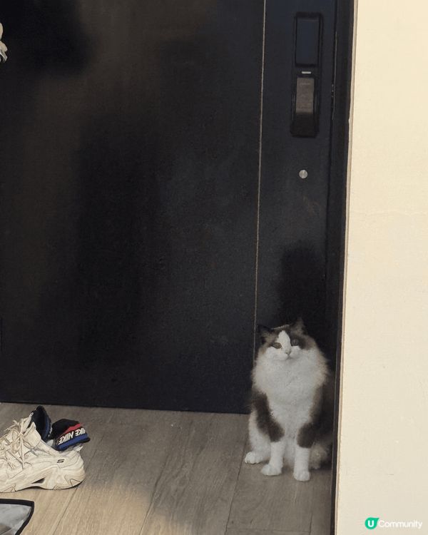 我想出街 好想出街🐱